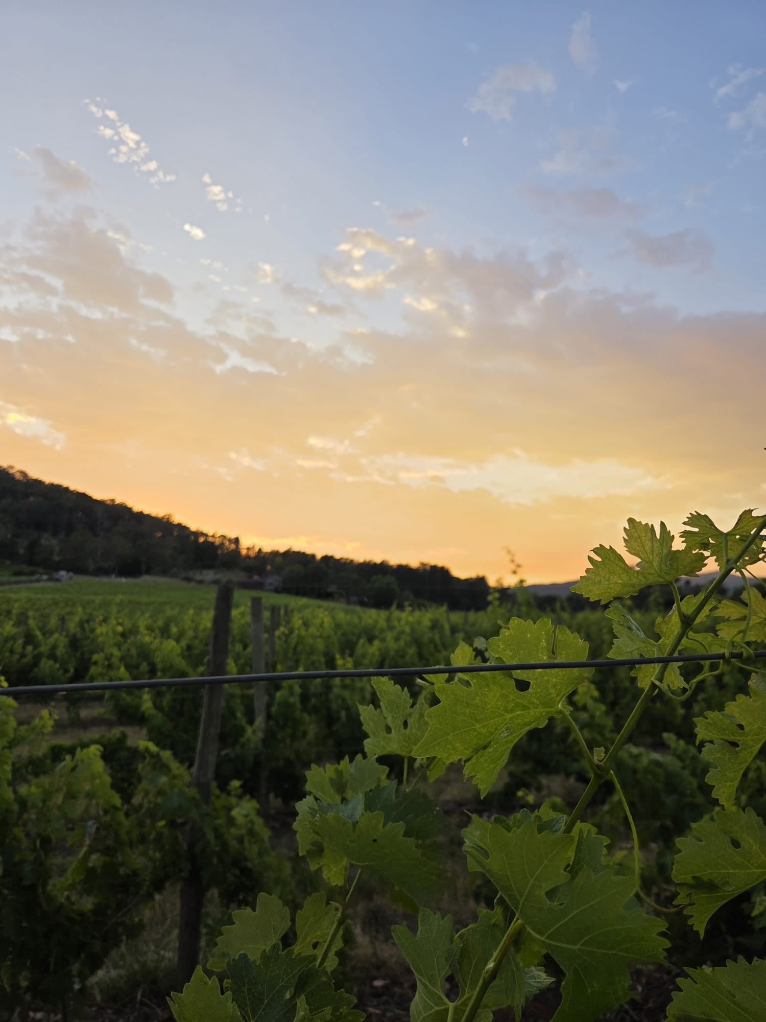 Feathertop Winery